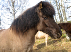 Spelmansgrdens ridskola