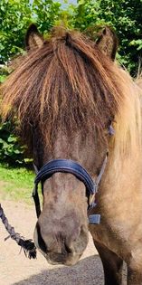 Spelmansgårdens ridskola