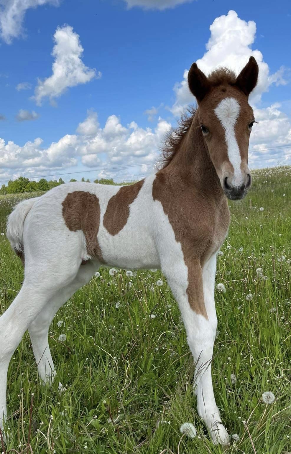 Spelmansgårdens ridskola
