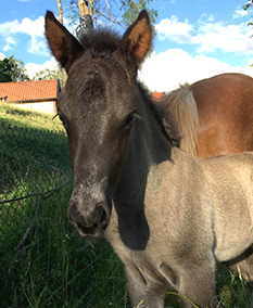 Spelmansgårdens ridskola