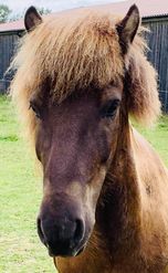 Spelmansgårdens ridskola