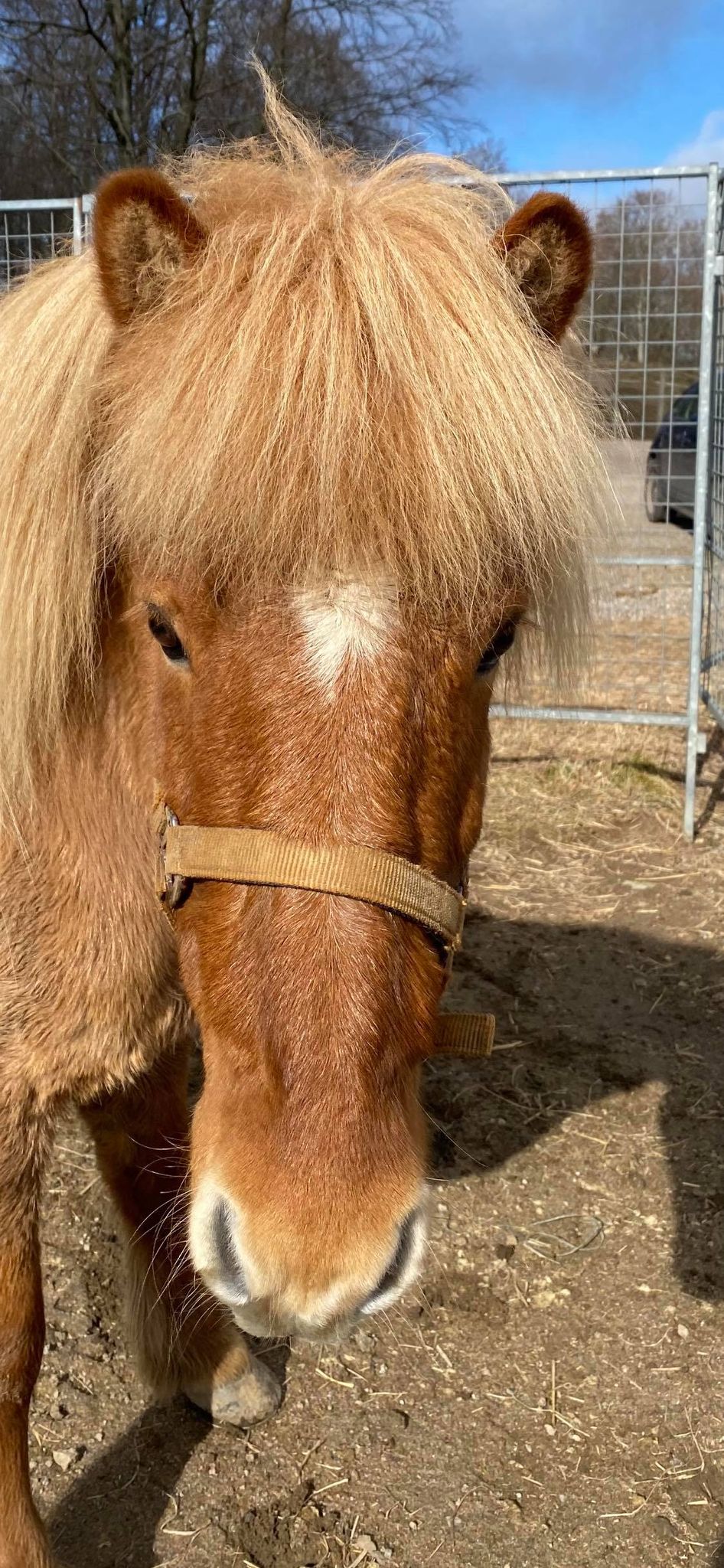 Spelmansgårdens ridskola