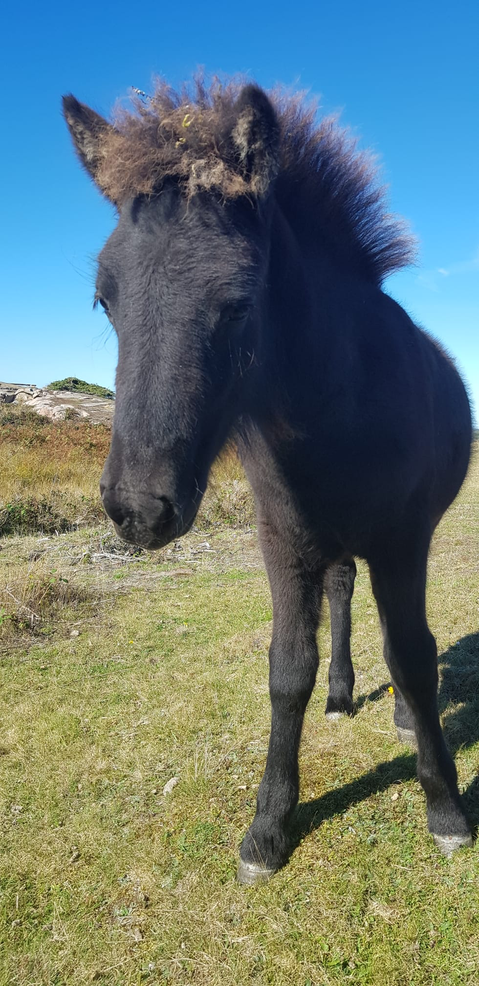 Spelmansgårdens ridskola