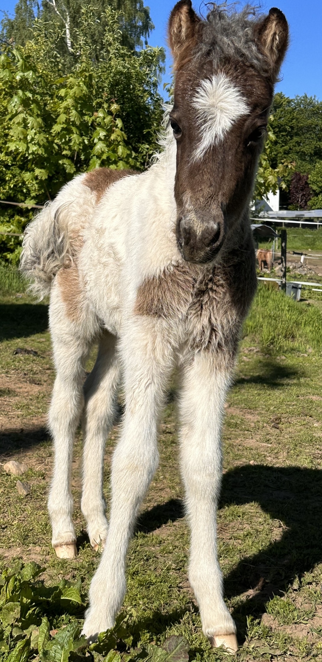 Spelmansgårdens ridskola