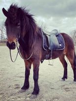 Spelmansgårdens ridskola