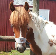 Spelmansgårdens ridskola