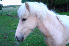 Spelmansgårdens ridskola