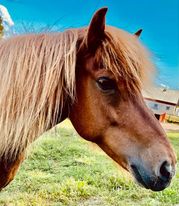 En hst p Spelmansgrden