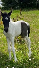 Spelmansgårdens ridskola