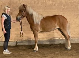 Spelmansgårdens ridskola