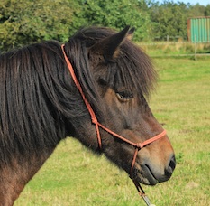 Spelmansgårdens ridskola